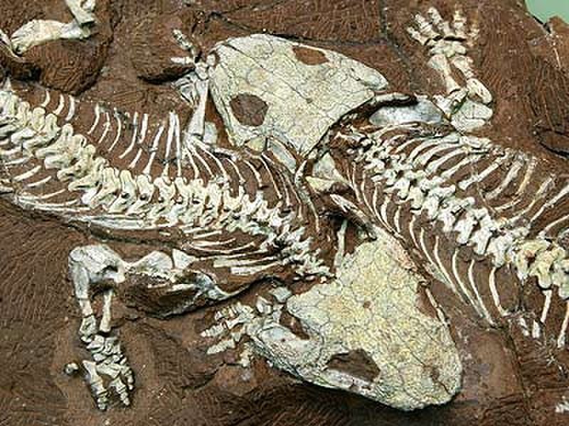 Hóa thạch là gì? Quá trình hình thành hóa thạch