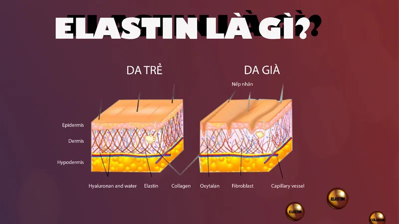Elastin là gì? Elastin có công dụng đối với da