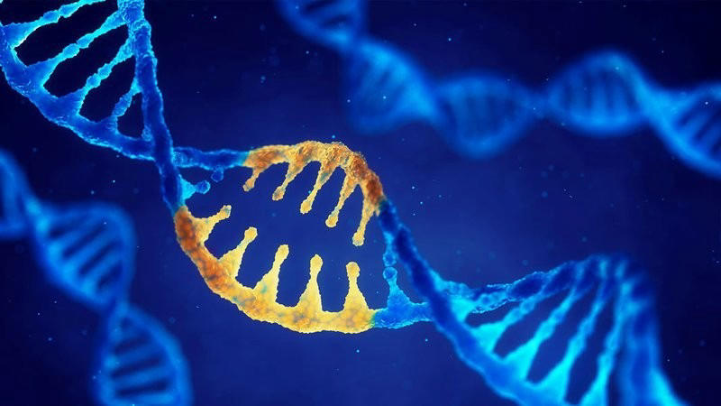 Gen trội là gì? Tính trạng trội là gì? Đặc điểm của đột biến gen trội