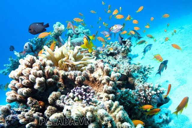 San hô là gì? Cấu tạo, đặc điểm và các loài san hô