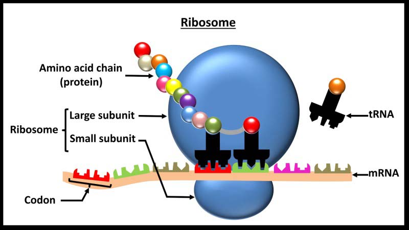 Ribosome liên kết là gì? Đặc trưng, Cấu tạo và Chức năng của Ribosome